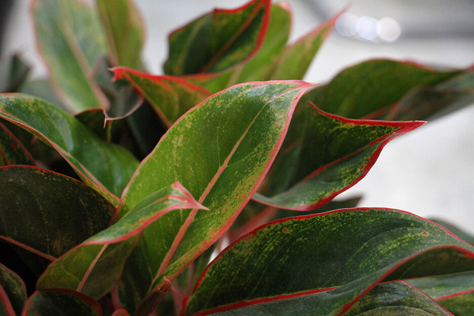 Aglaonema