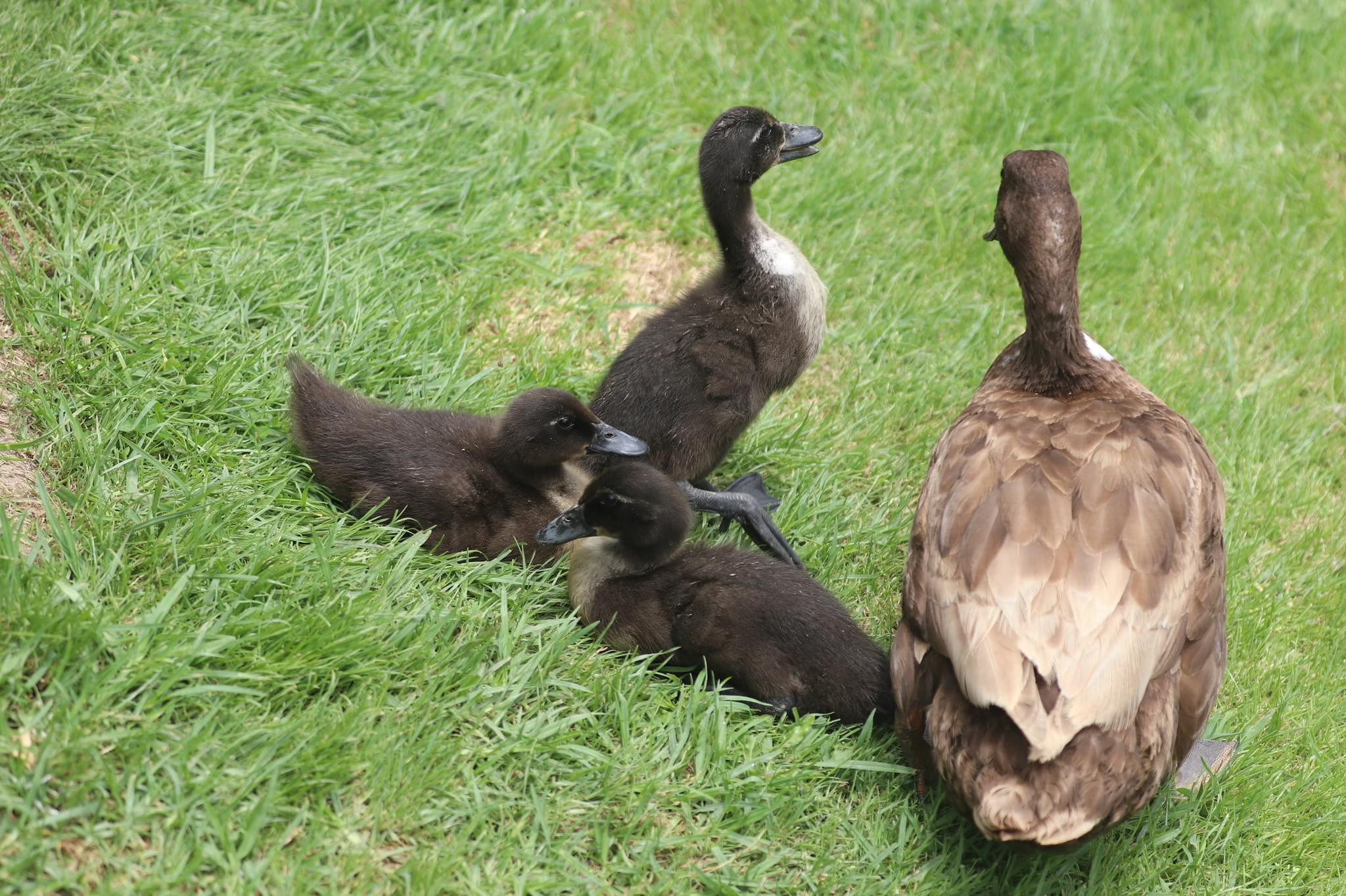 Photo Packs 61 photos of Ducks and Ducklings