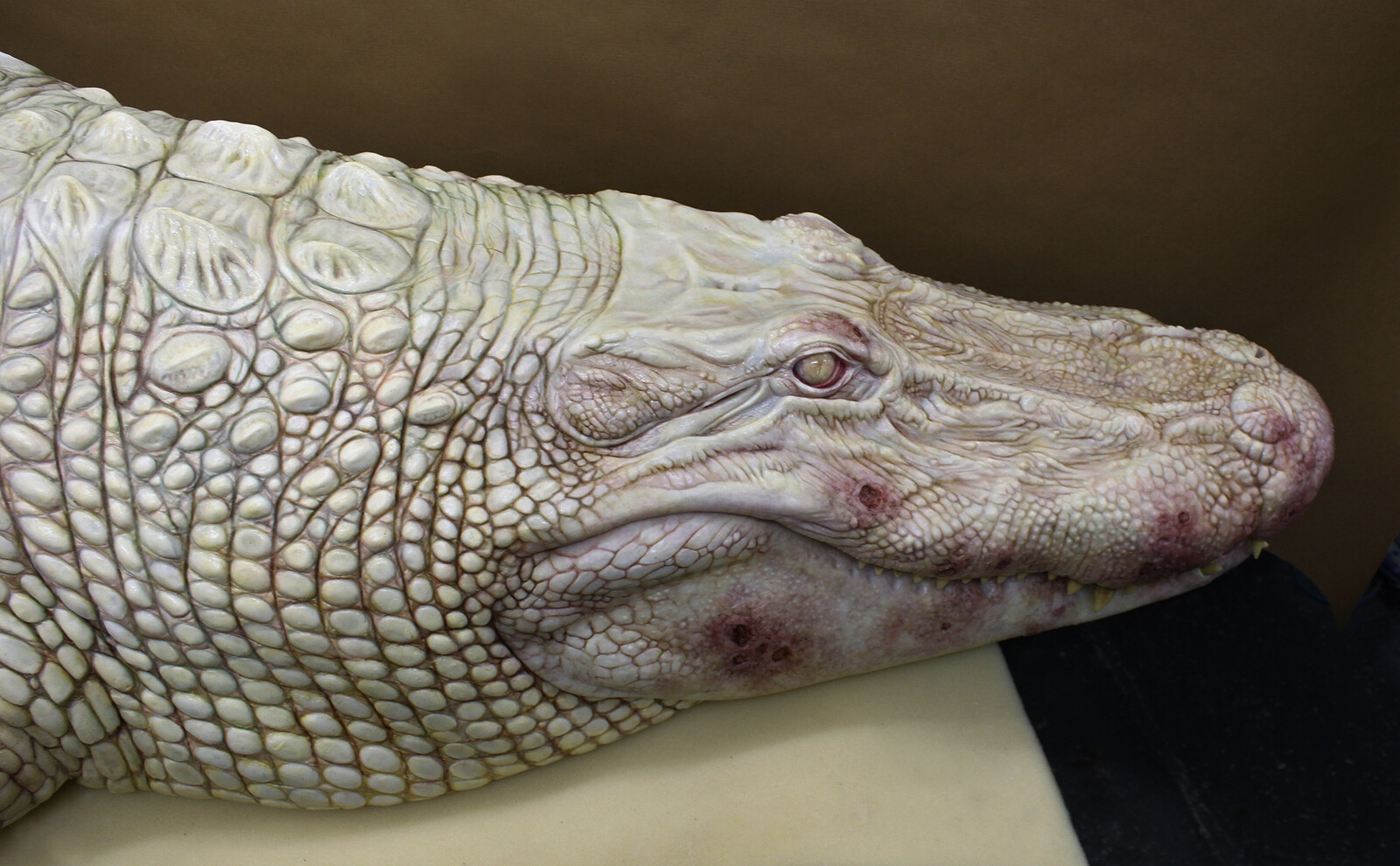 Annihilation / Albino Alligator Sculpture