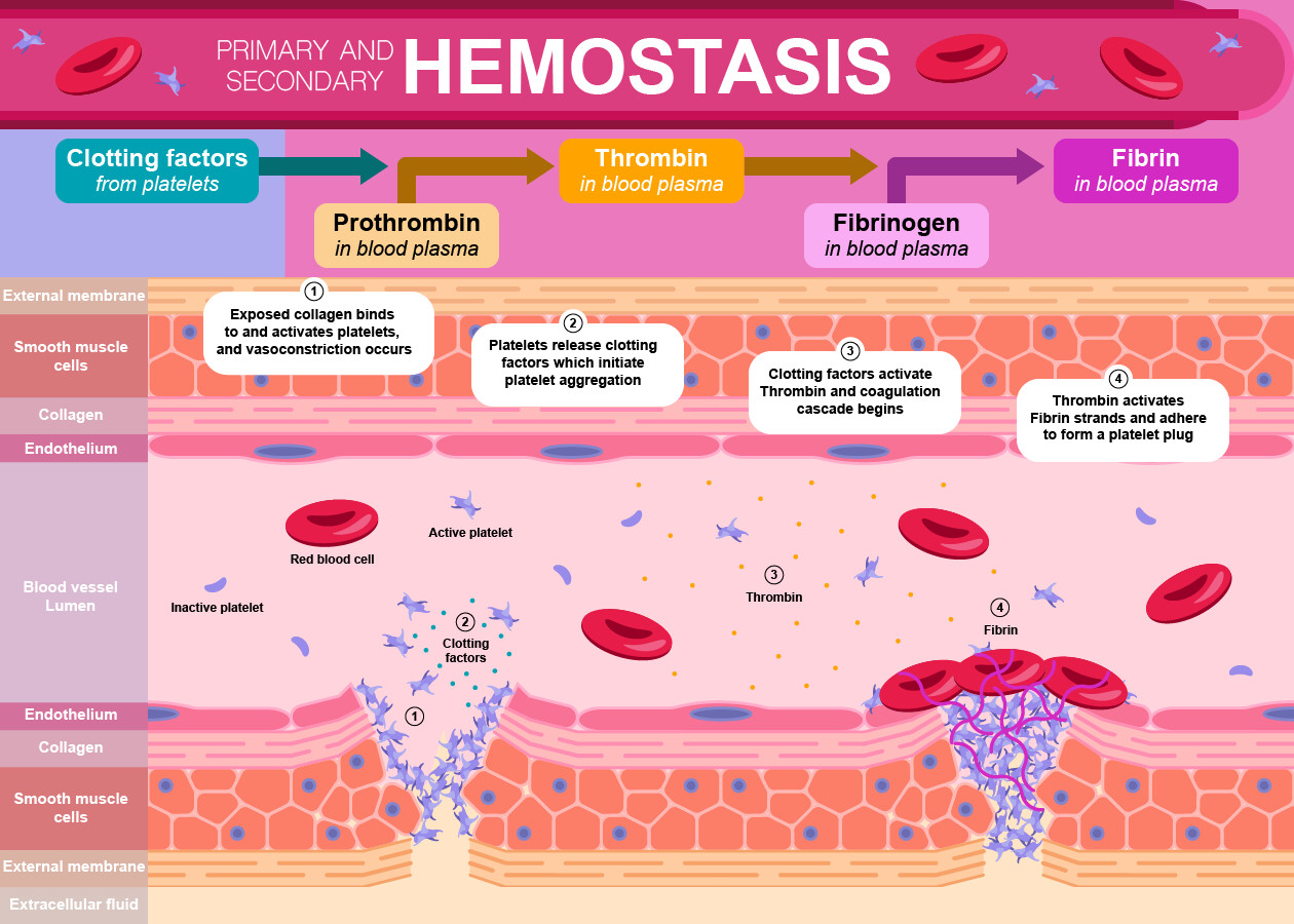 Primary and Secondary Hemostasis