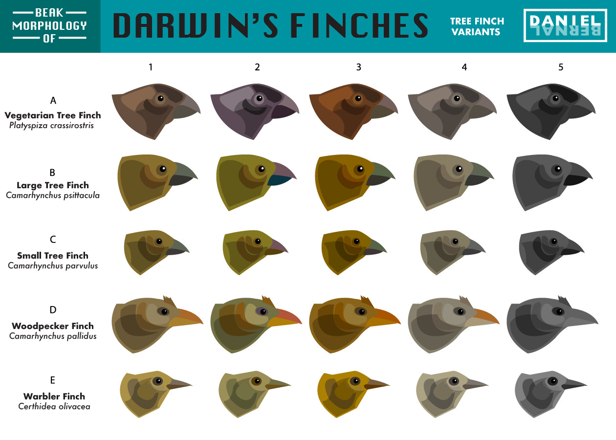 Daniel Bernal - Beak Morphology of Darwin's Finches