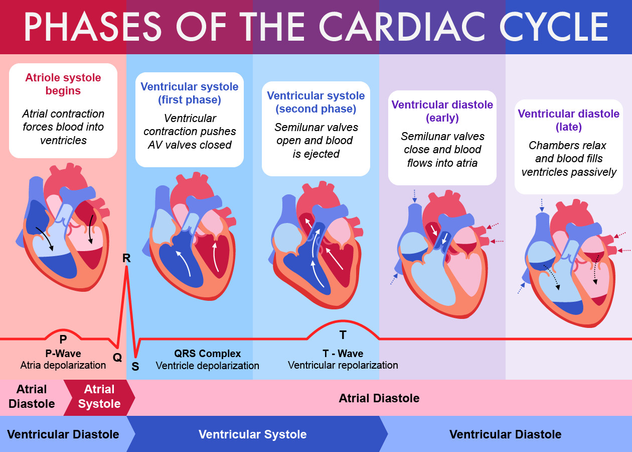 Cardiac Cycle Phases Diagram
