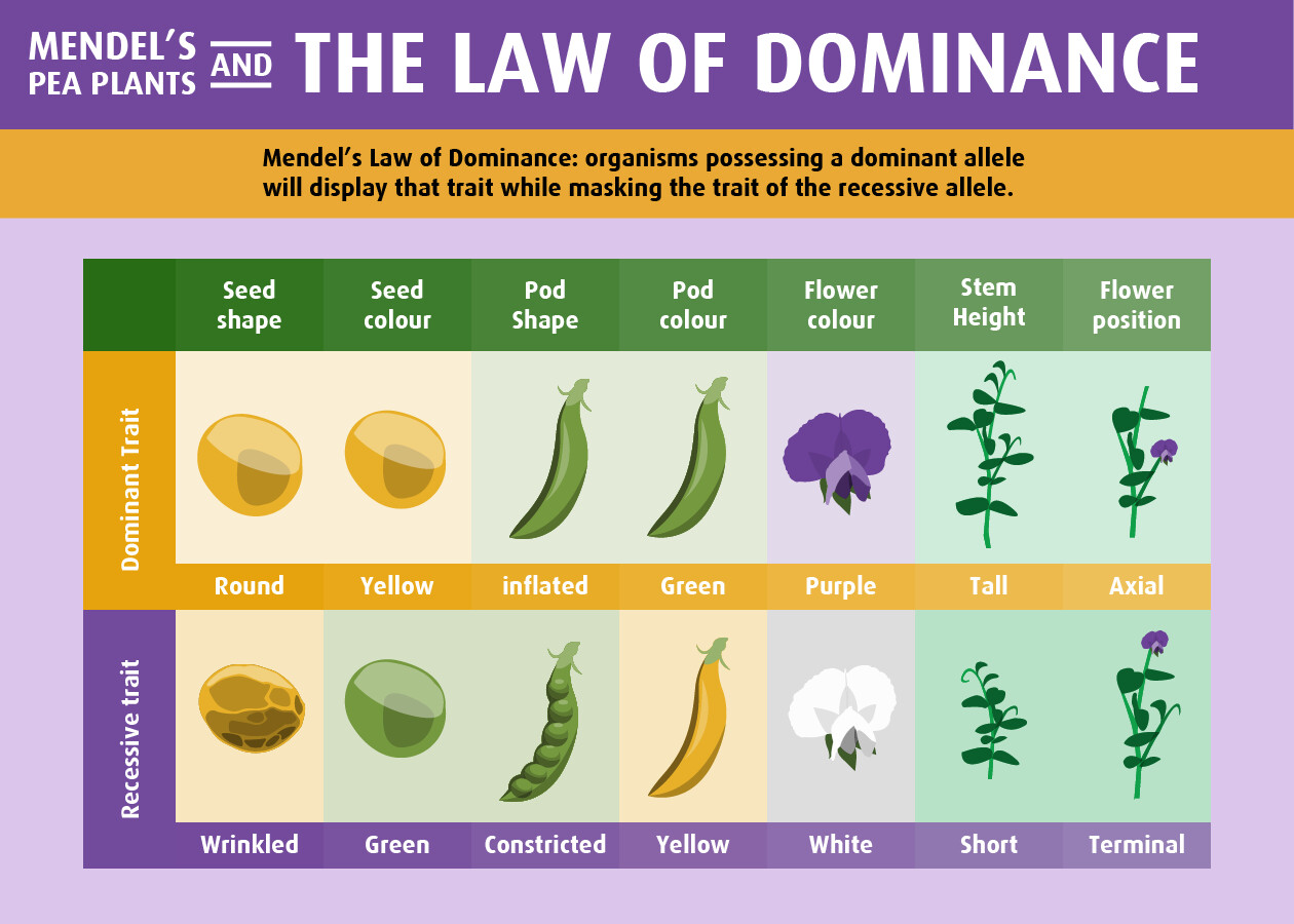 The Law of Dominance