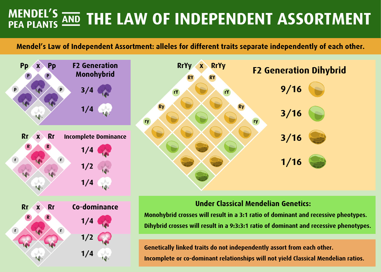Artstation The Law Of Independent Assortment Daniel Bernal