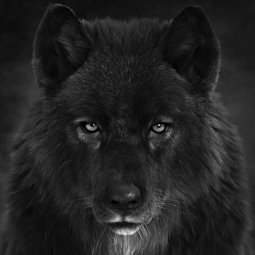 Black Wolf head