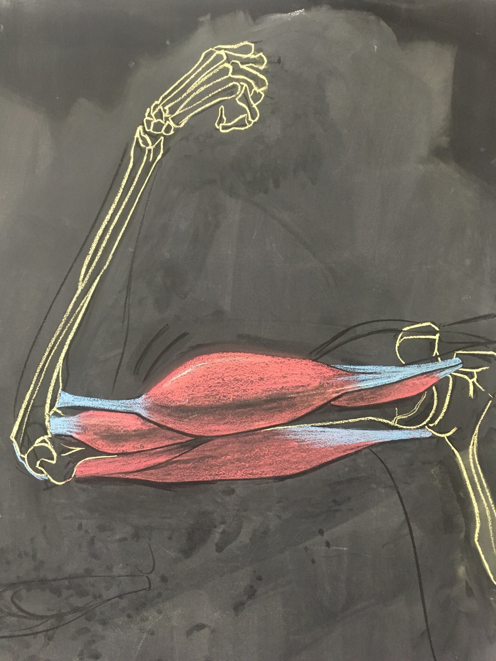 Yohan Lacroix - Anatomie - Biceps et triceps brachial - flexion/extension  de l'avant bras, image size:1920x2560