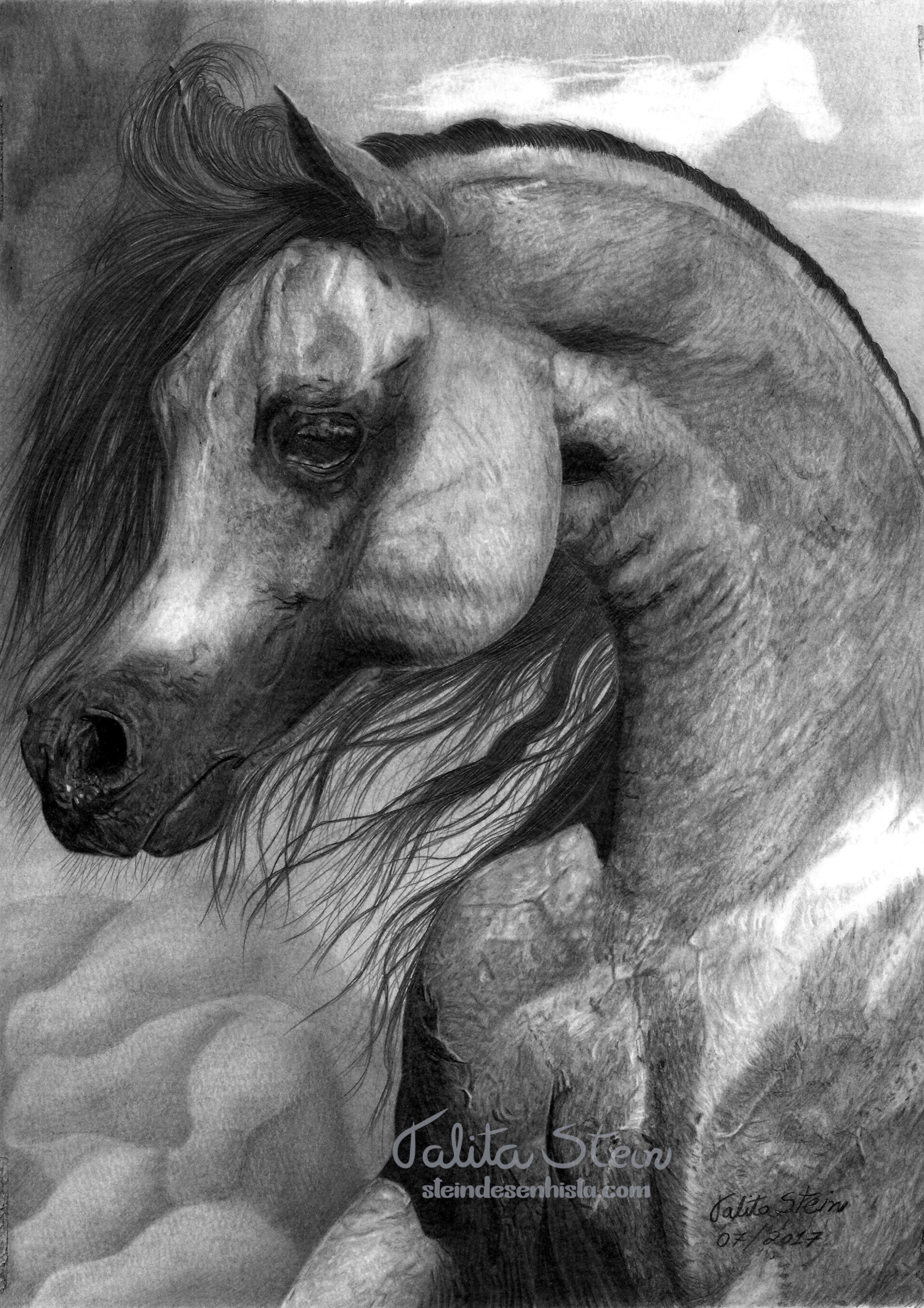 Talita Stein Arabians