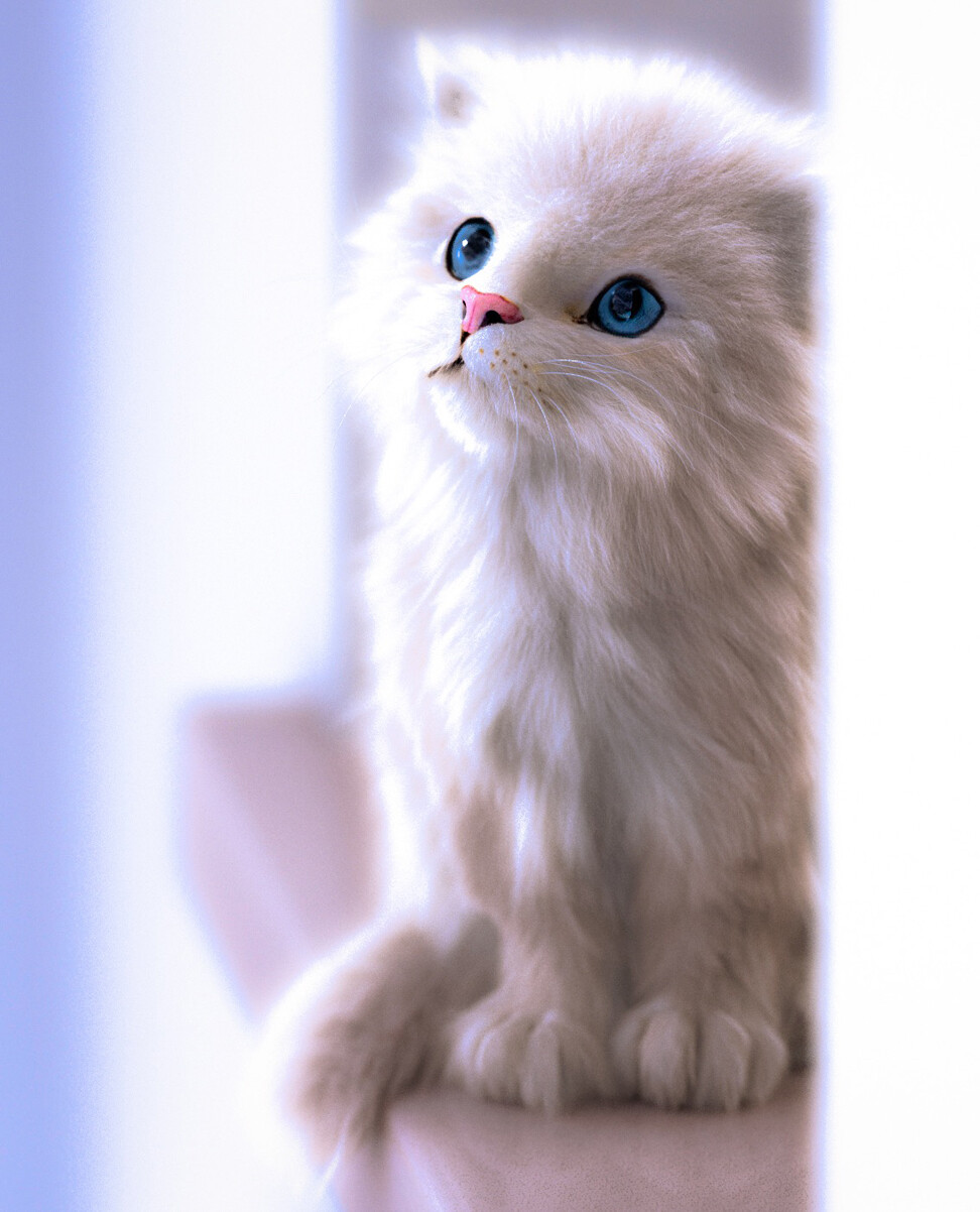 White Kitten/2
