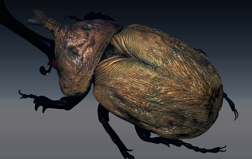 デバ ッガ カブトムシ