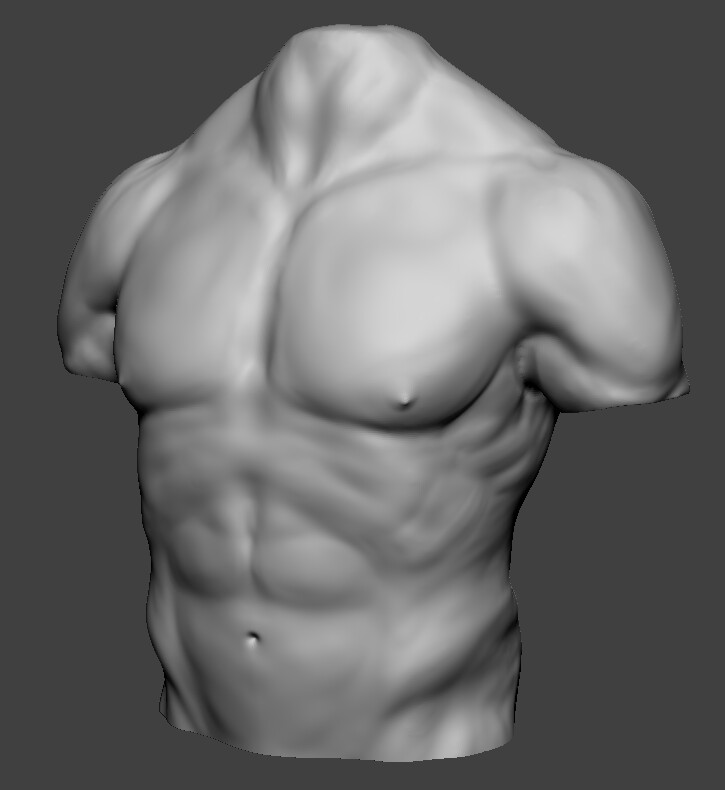 Artstation First Torso Sculpt Chloe Motley The torso or trunk is an anatomical term for the central part, or core, of many animal bodies (including humans) from which extend the neck and limbs. first torso sculpt chloe motley