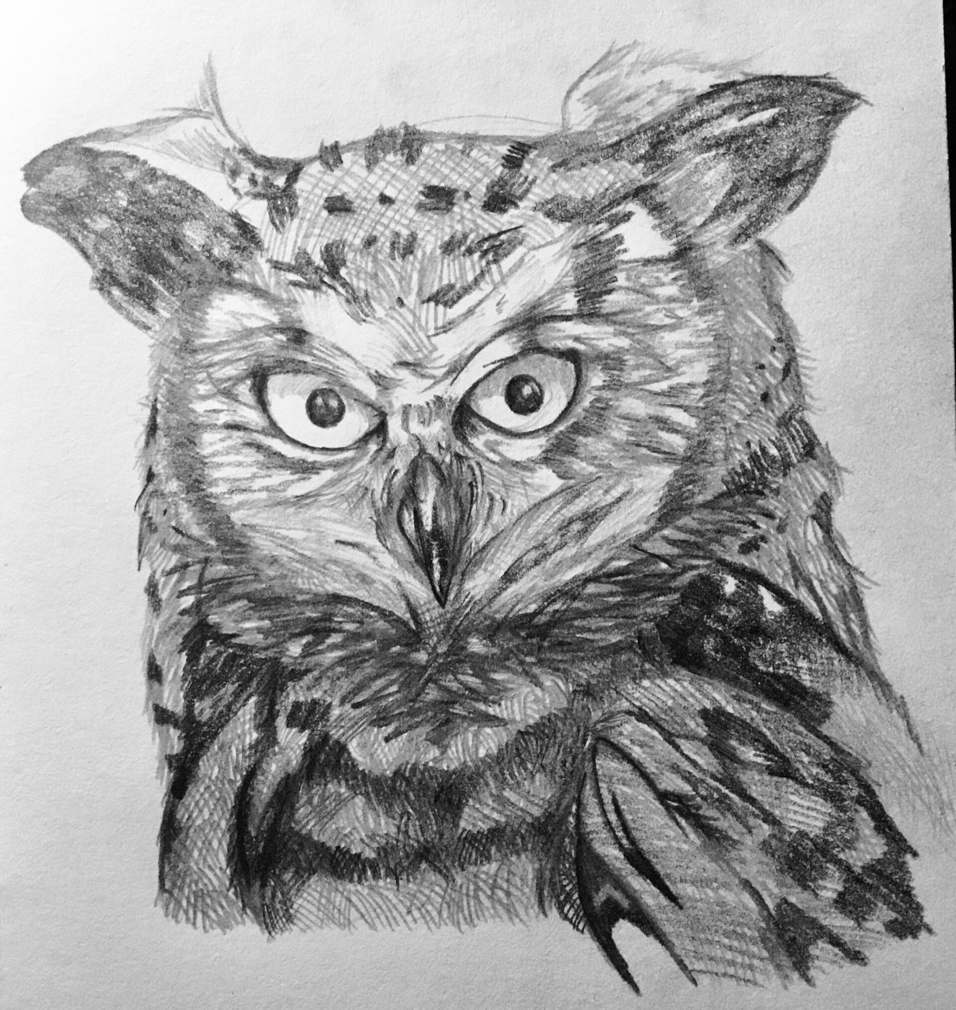 Stock Art Drawing of a Great-Horned Owl - inkart