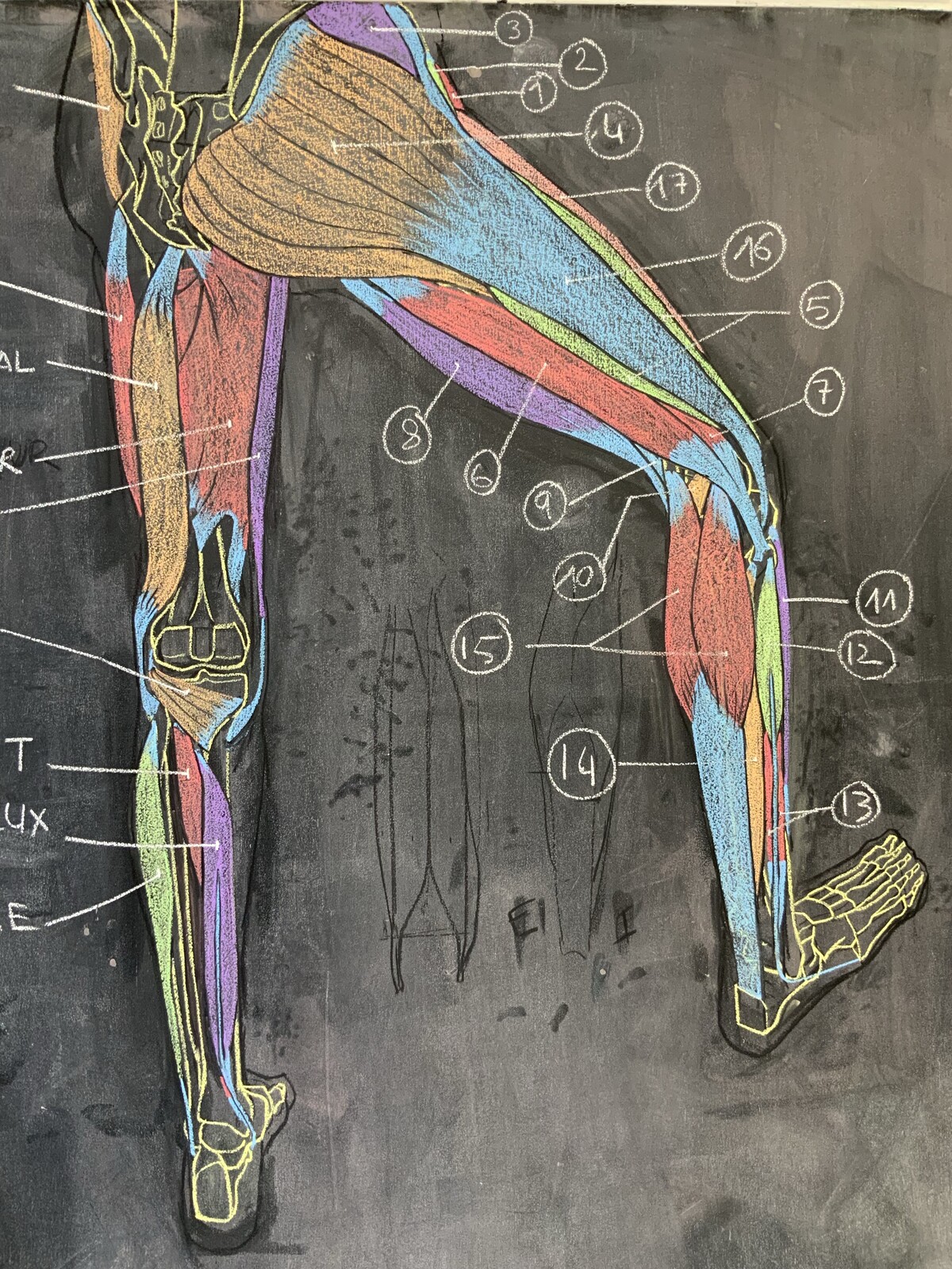 Myologie du membre inférieur