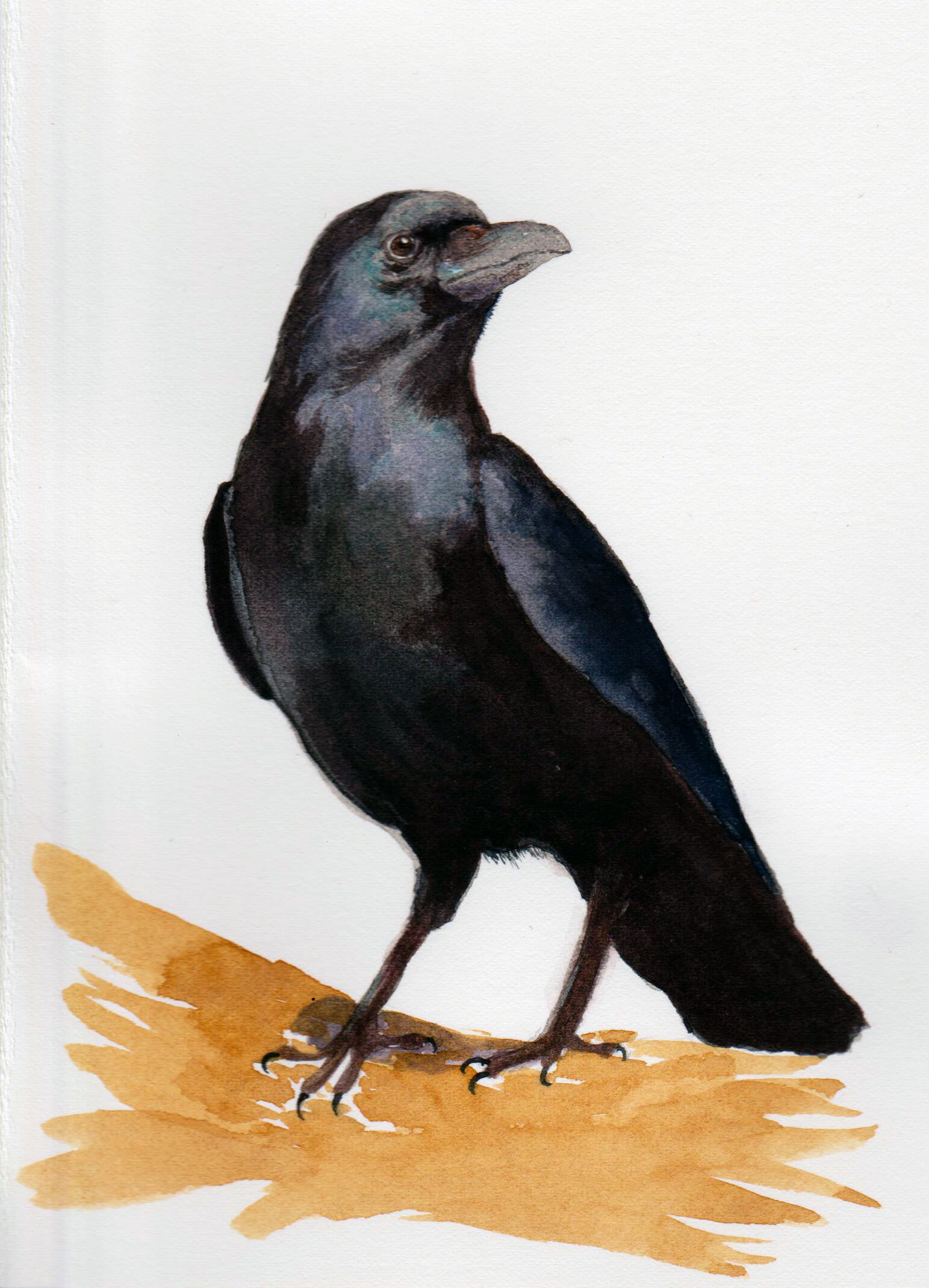 ArtStation - Crow in Watercolor
