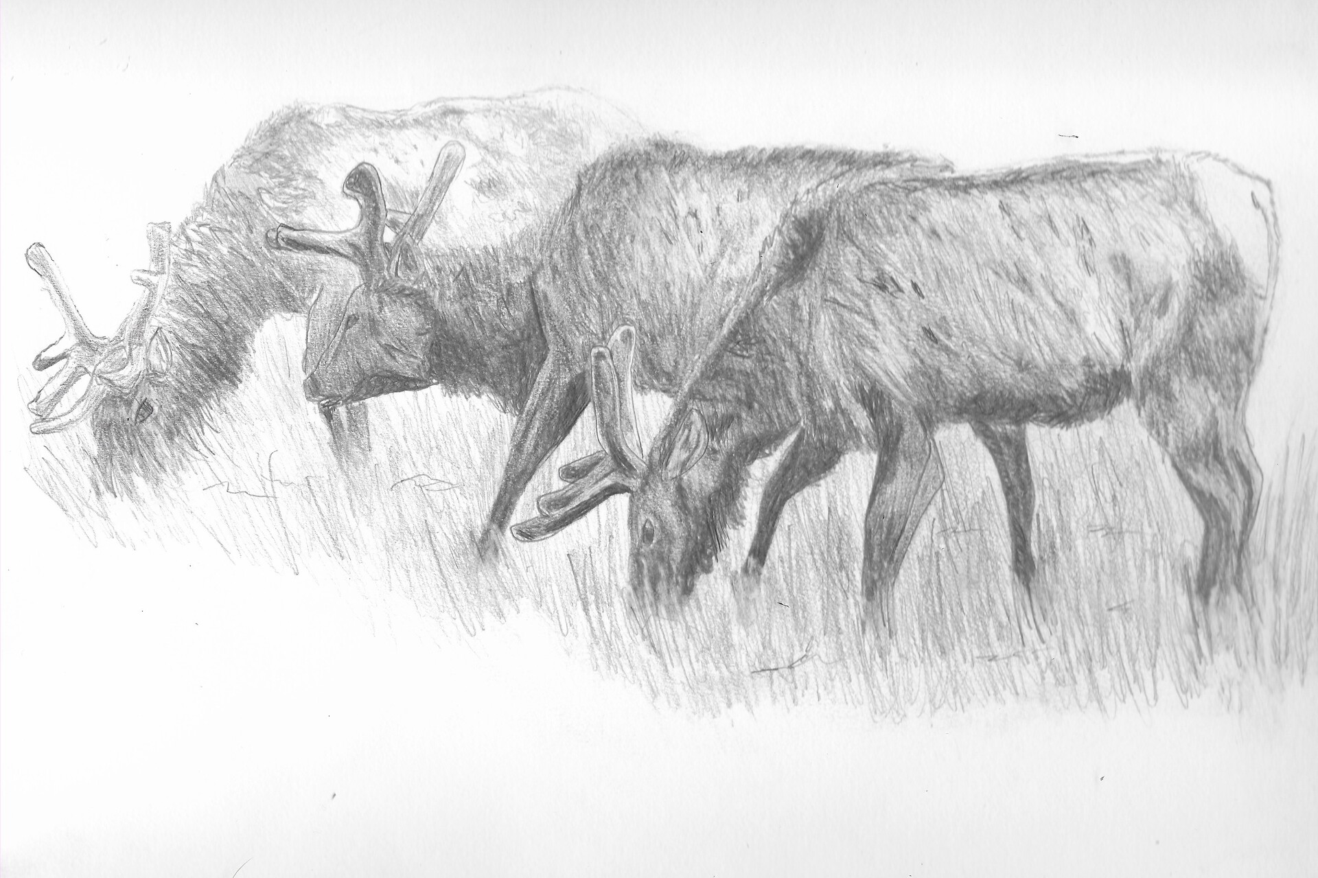 ArtStation Elk Brothers