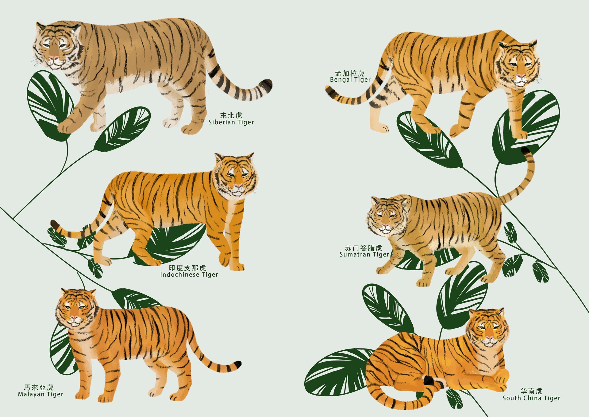 Бенгальский и Амурский тигр сравнение