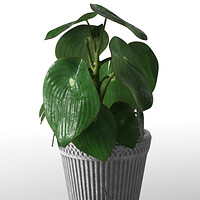Money Plant 3d Model