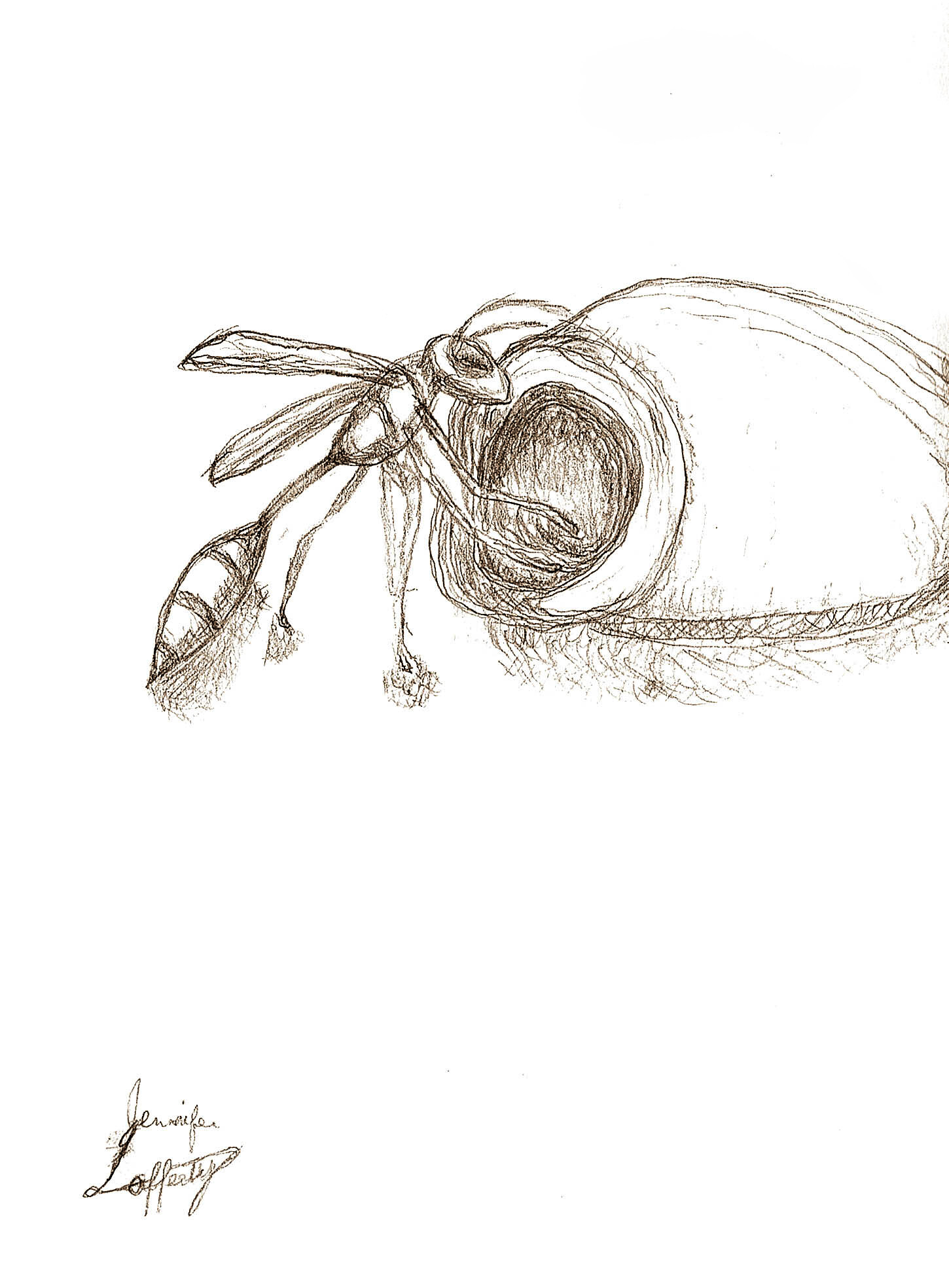 Artstation Mud Wasp Pencil Drawing Jennifer Lafferty