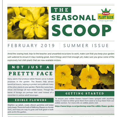 Kings Plant Barn: Newsletter
