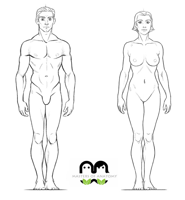 Artstation Male And Female Anatomy Turns Andrew Loomis Masters Of Anatomy