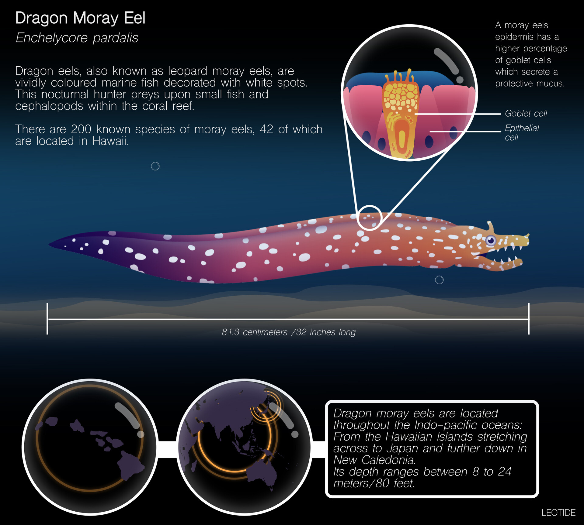 Leonie Herson Dragon Moray Eel Minigraphic