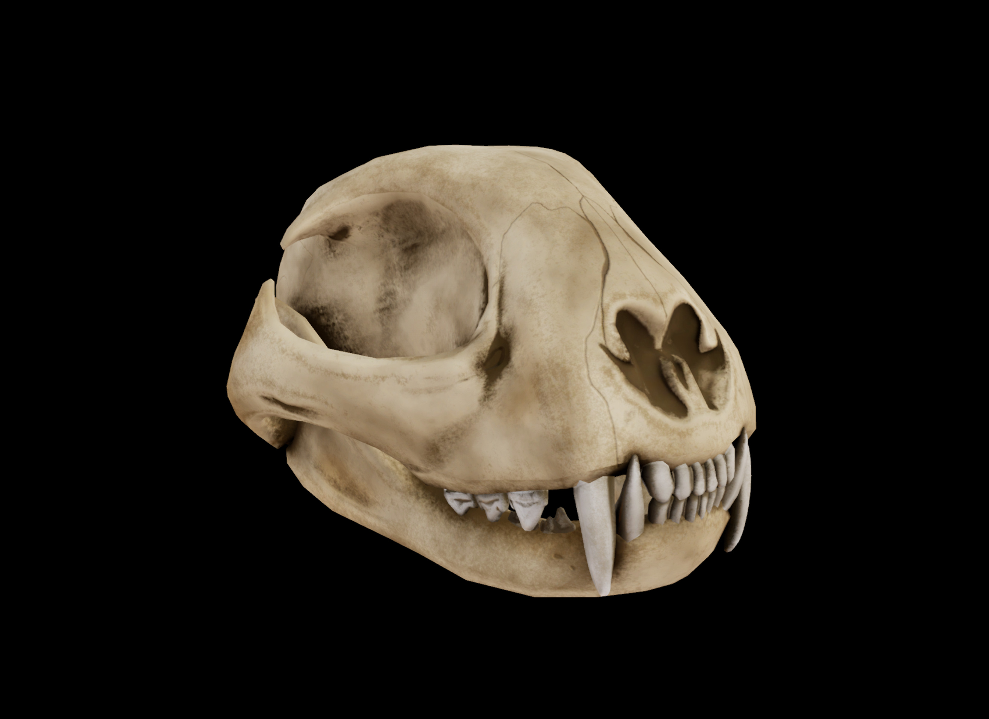 Artstation Cat Skull Tyn Fraser