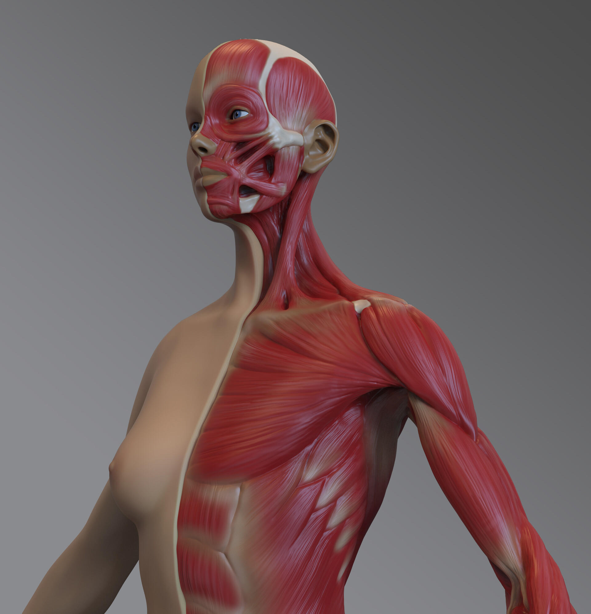 ArtStation - Female Muscular Anatomy - Model, Cameron Bye