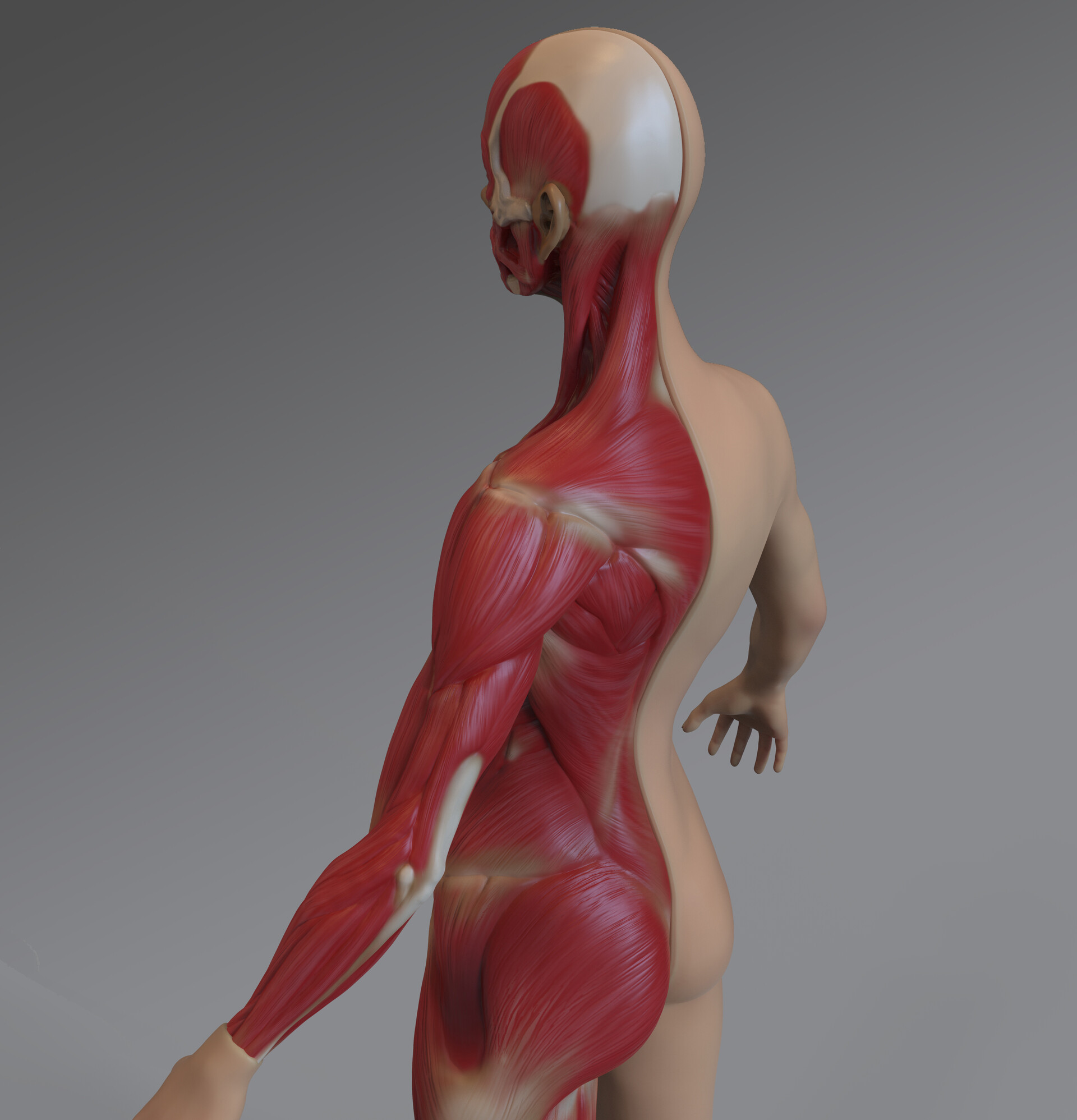ArtStation - Female Muscular Anatomy - Model