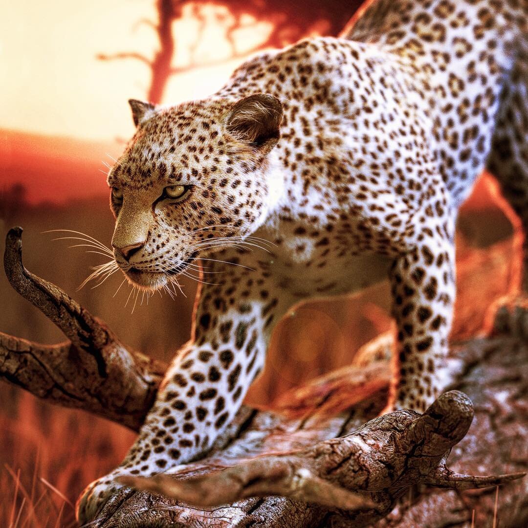 Leopard