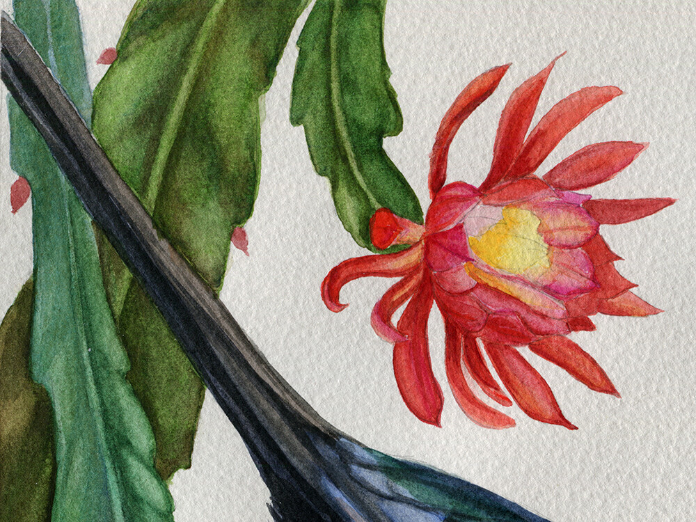 Magpie and Epiphyllum. Details.