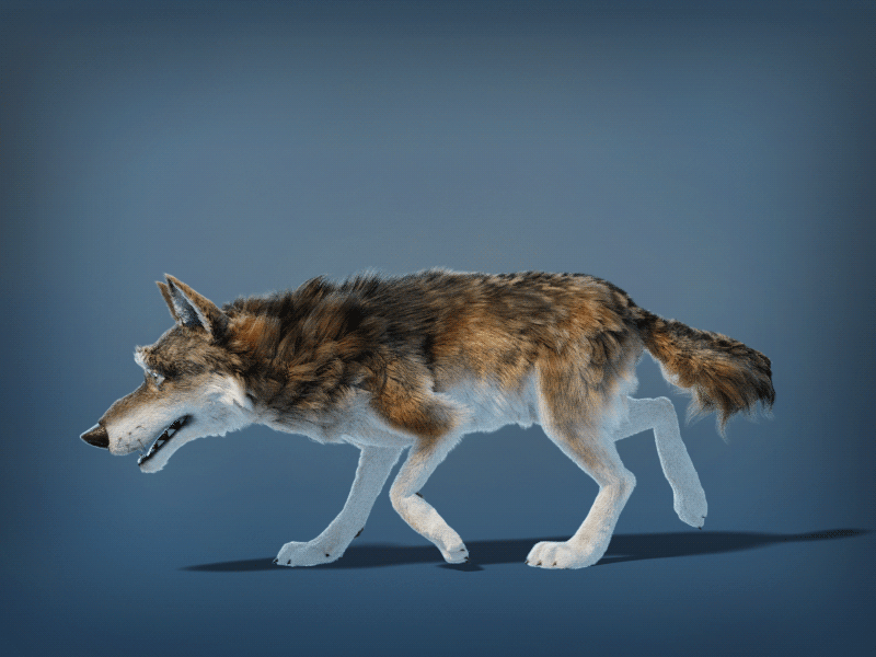 wolf animation