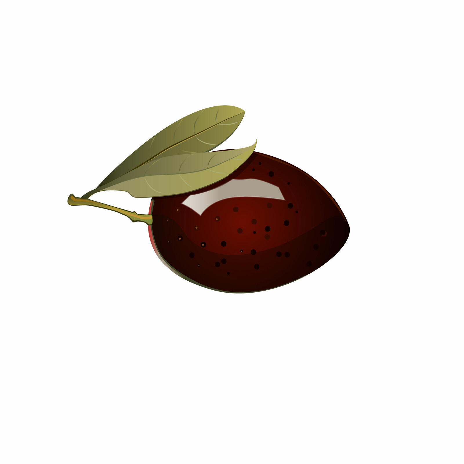 OLIVE RED  VECTOR 