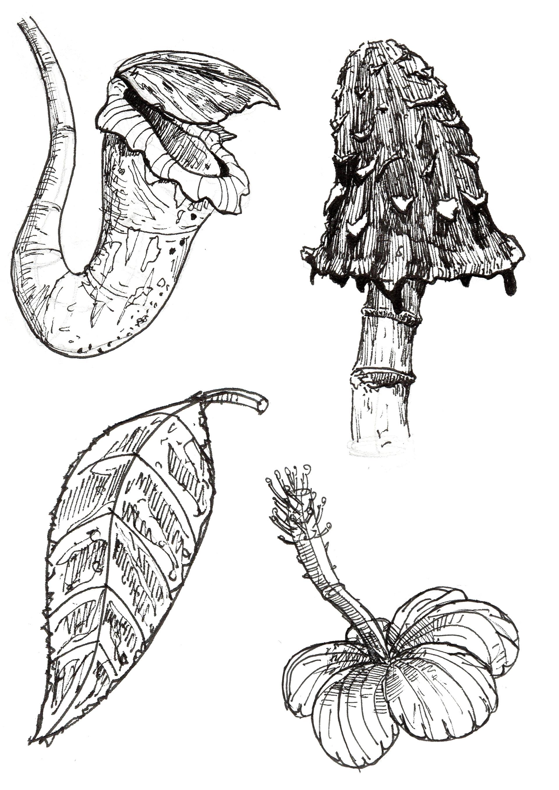 Francisco Garay Plant Sketches