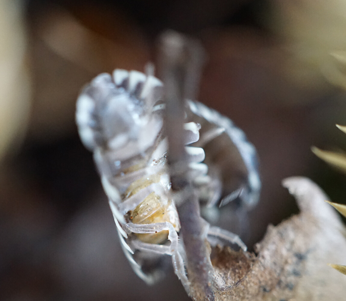 Woodlice carry their eggs in a brood pouch (marsupium), as visible here