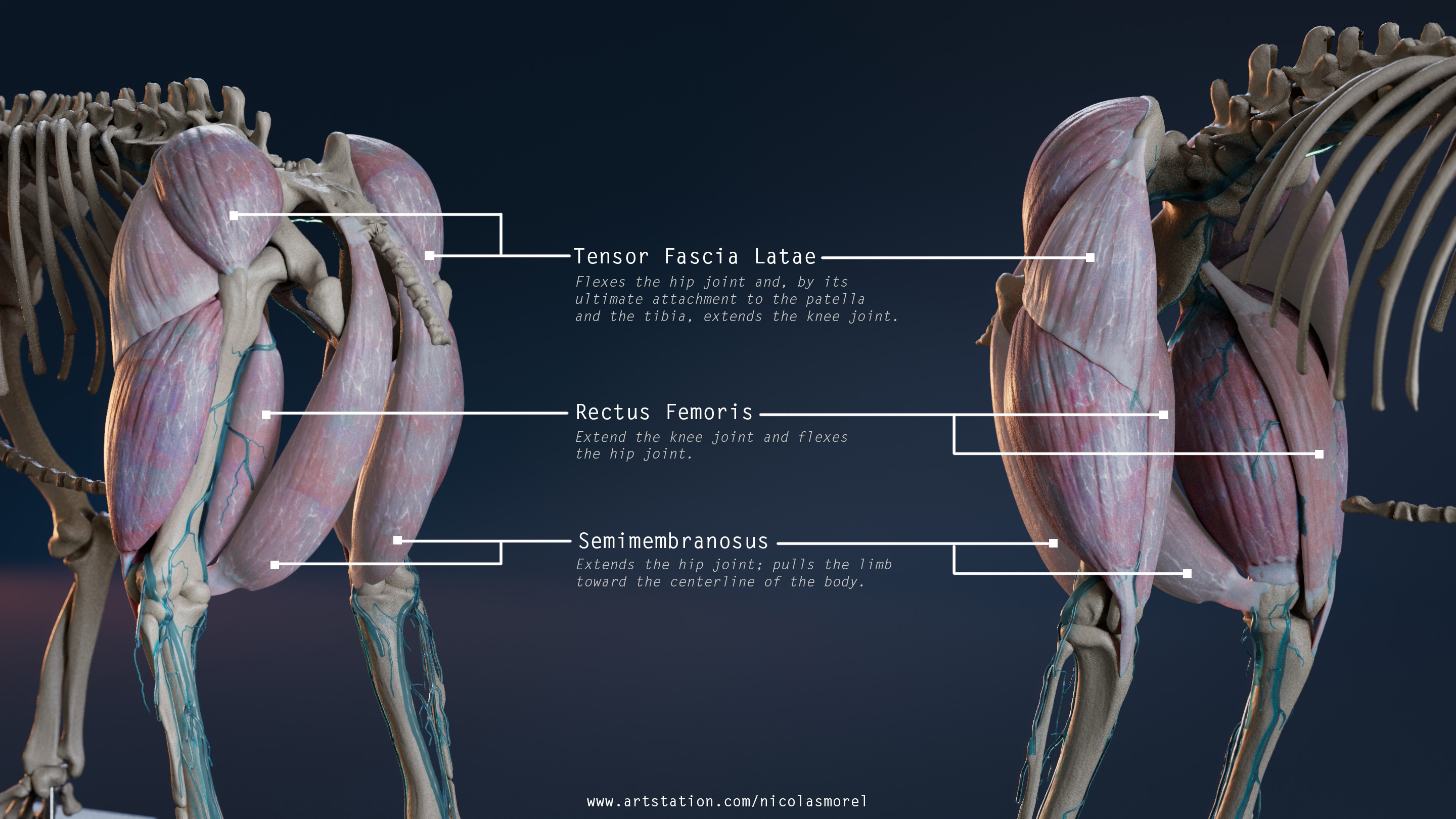 Anatomy Breakdown - part 2 : Leg and Thigh.
