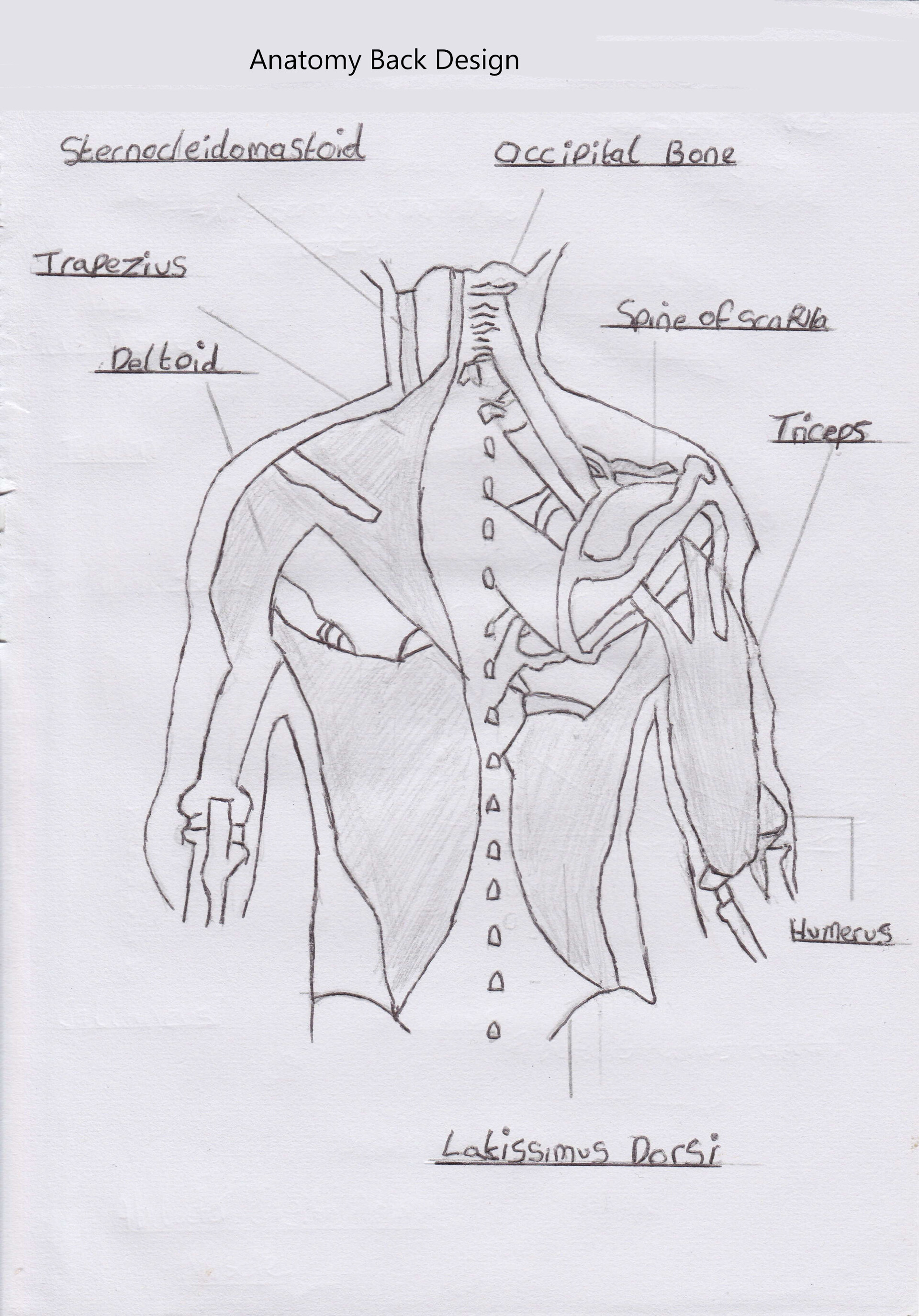 ArtStation - Anatomy Back Design