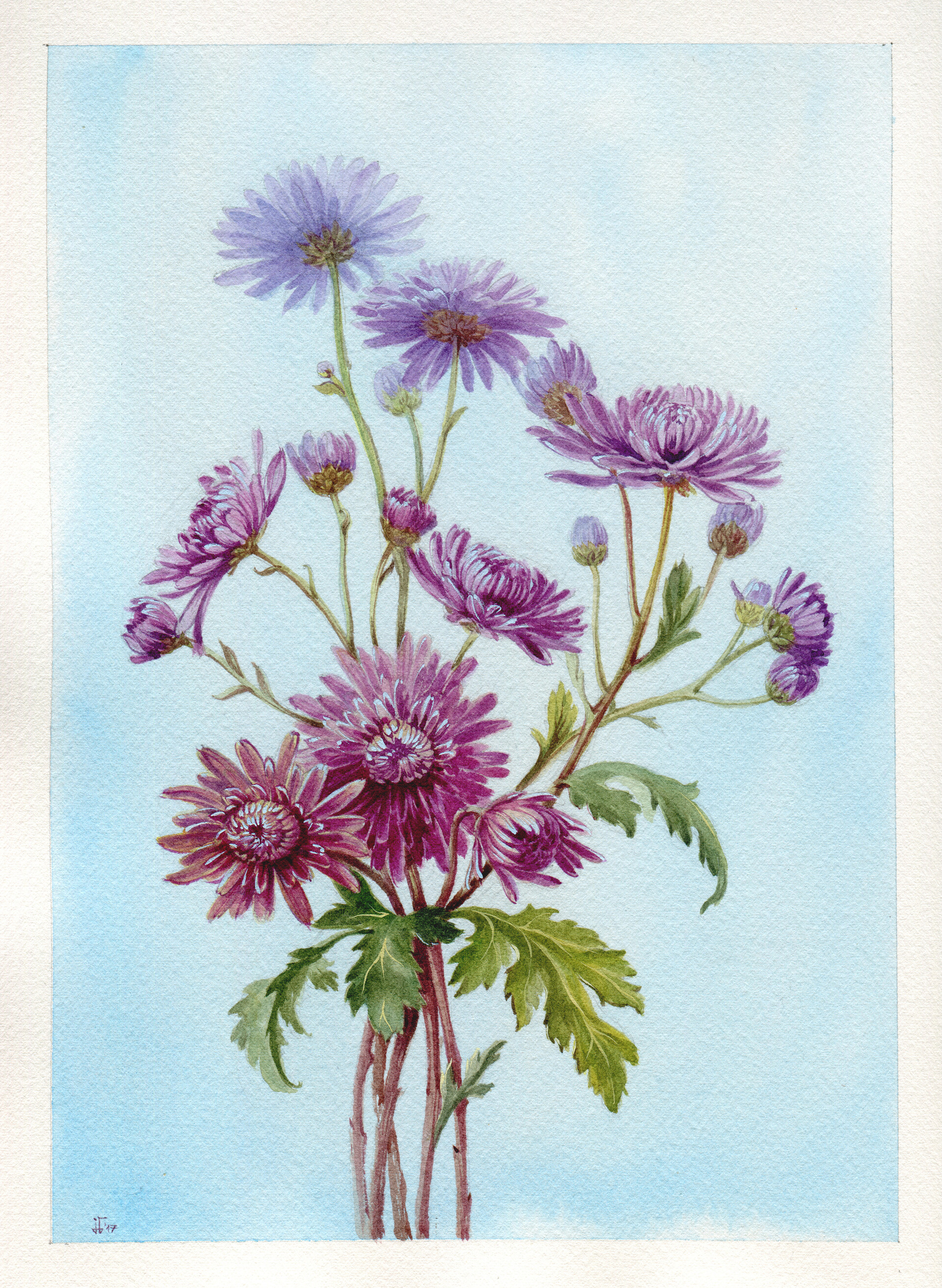 Jenny Thalheim Purple Asters Botanical Illustration