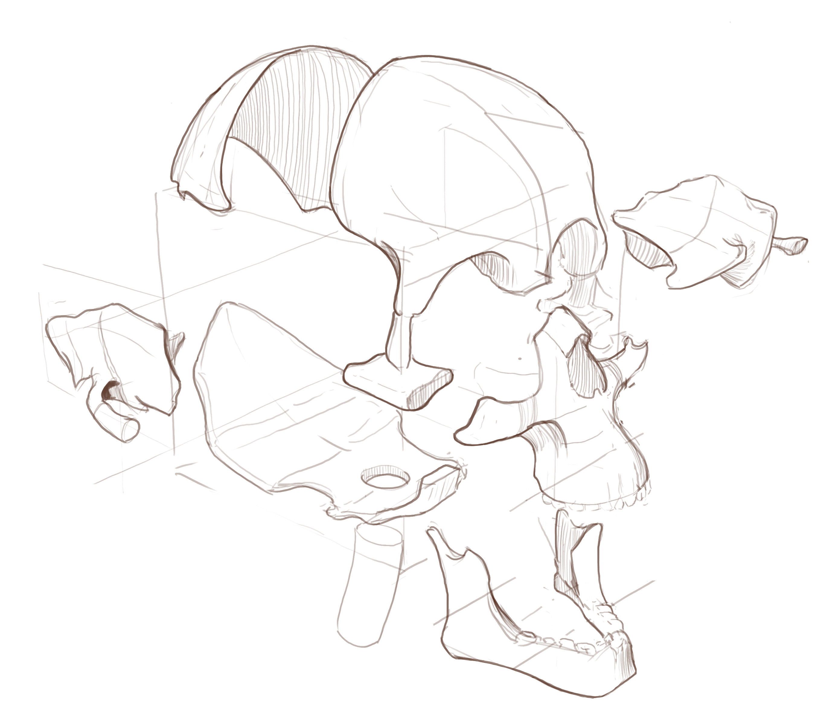Exploded Skull