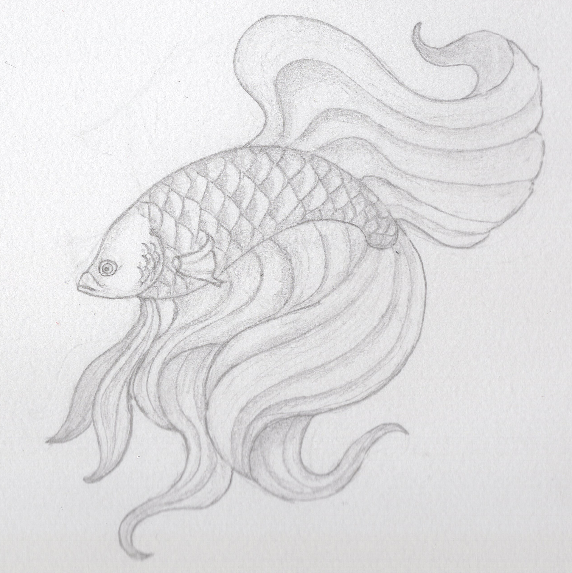 Coral Queen - Betta Fighting Fish Drawing - Koi - Sticker | TeePublic
