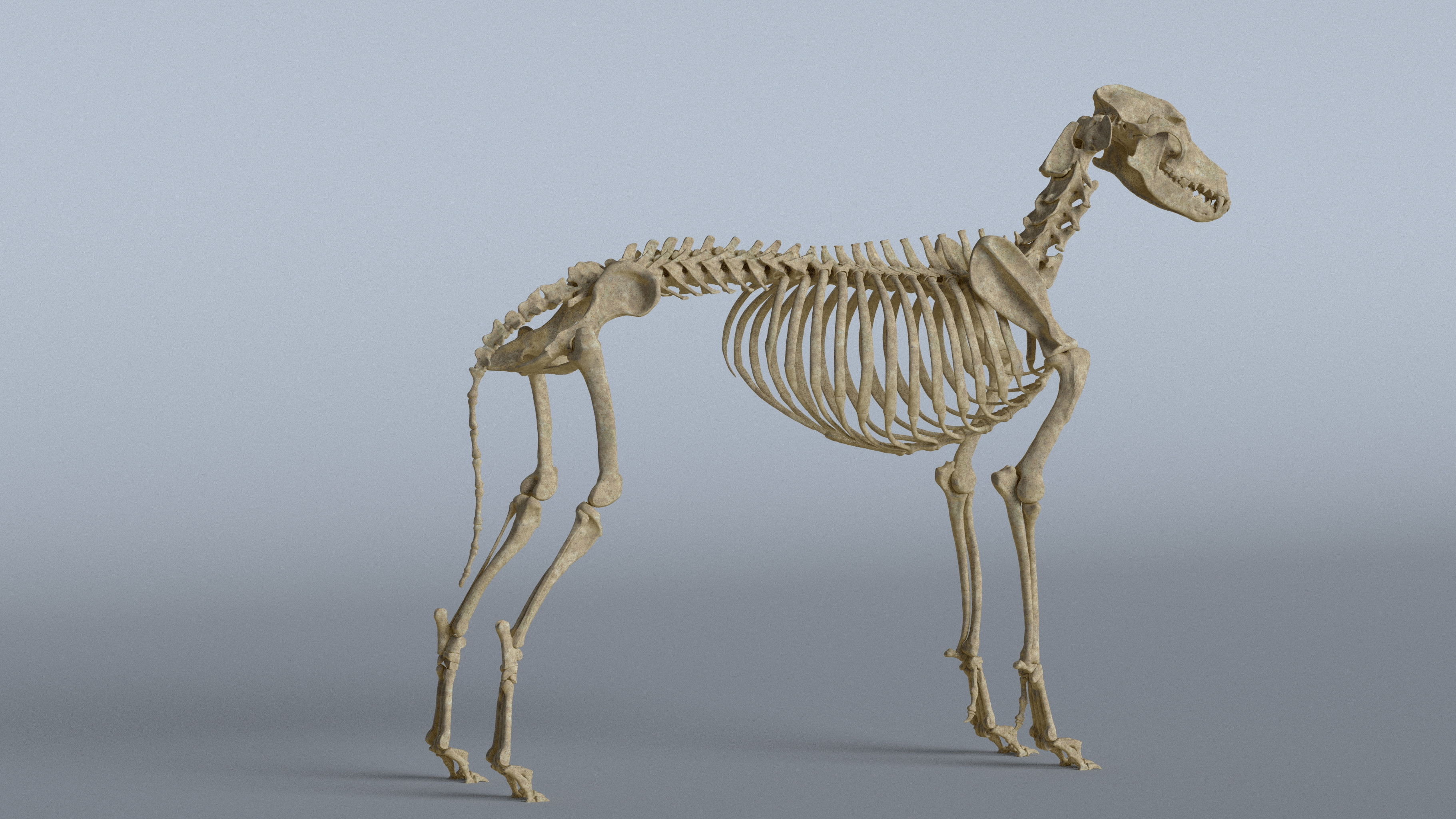 Greyhound skeleton sales