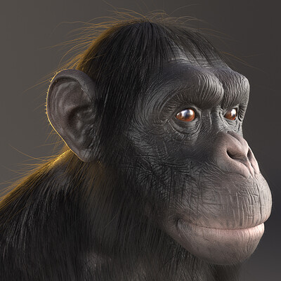 Alex silva chimpanze render 03 physcamera004