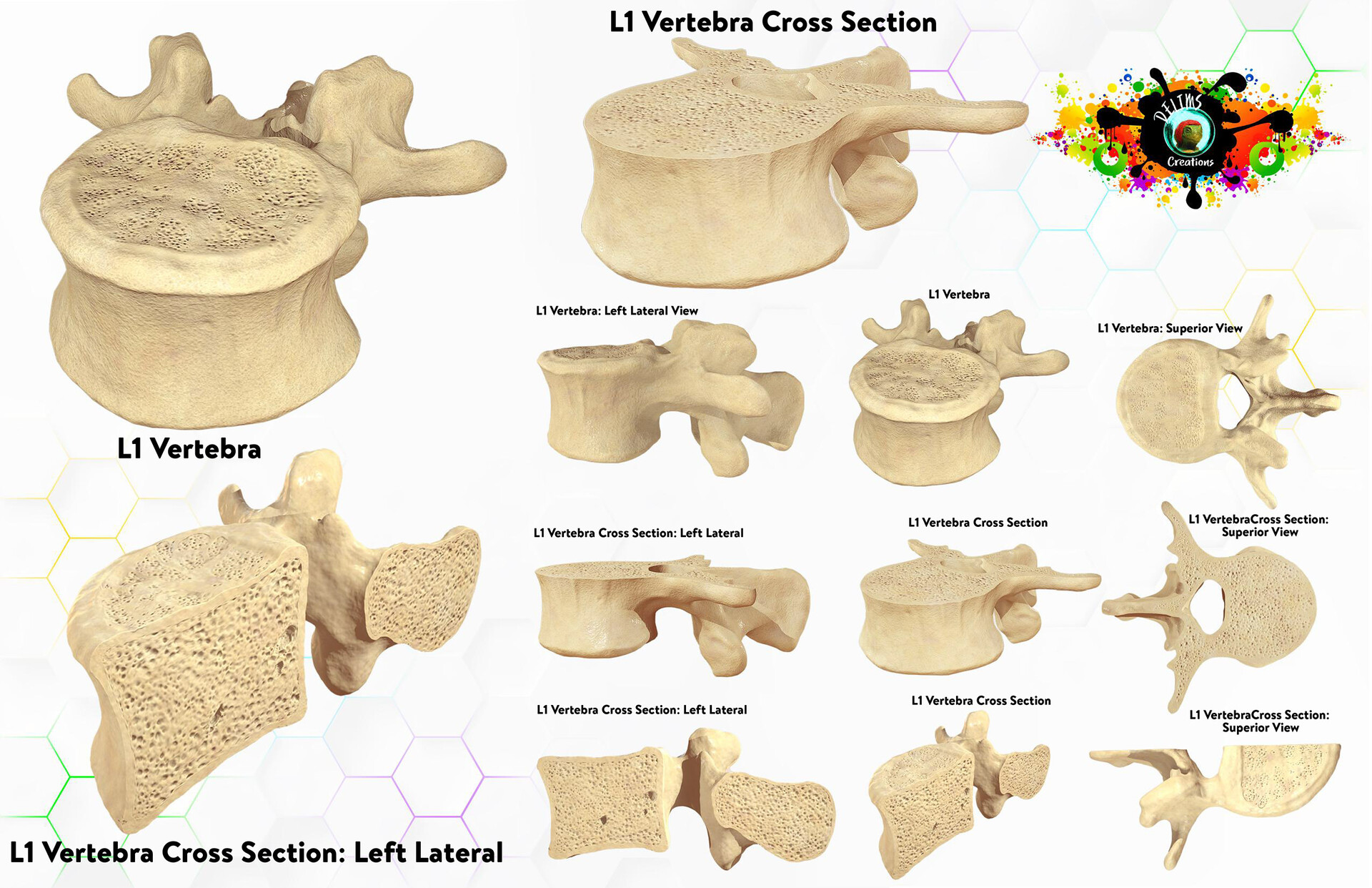 L1 Vertebrae / Symptoms Of Spinal Misalignment L1 Through ...