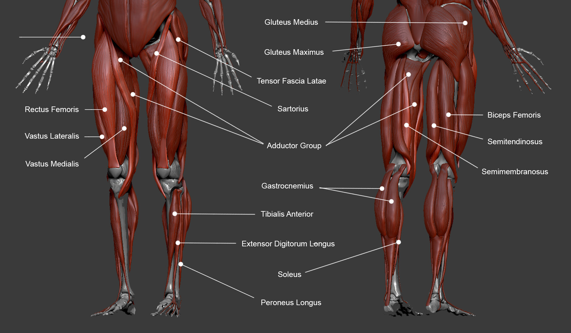 Lower Leg Muscle Diagram Labeled / Female Hip Leg Muscles ...