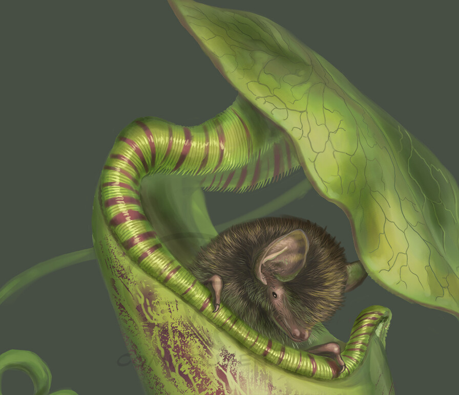 Valeria Pellicer - Bat and Pitcher Plant