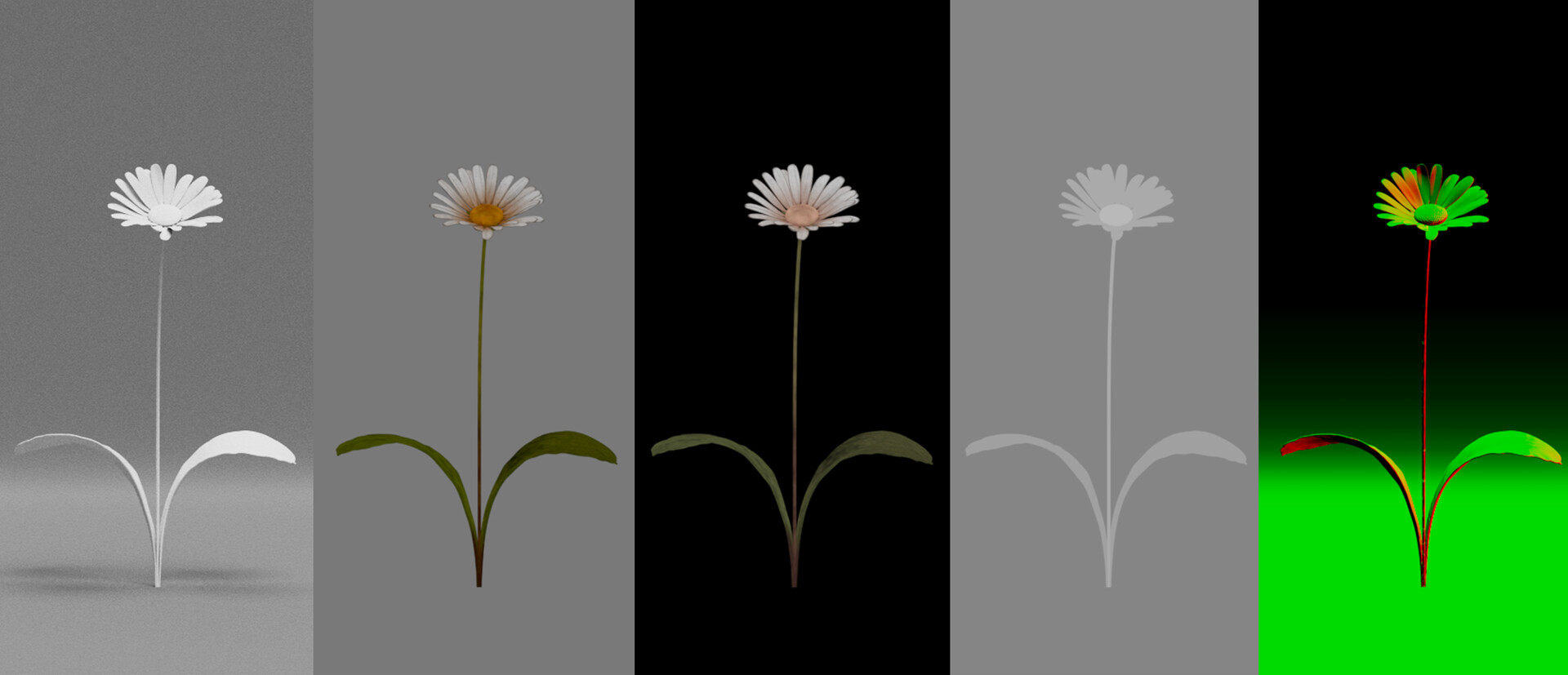 daisy flower little doctor short film
