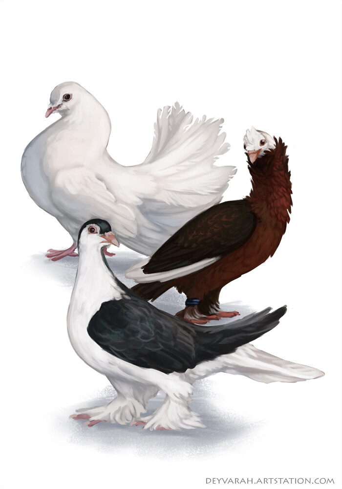 domesticated doves