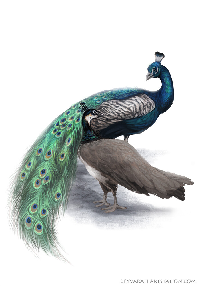 peacock pair