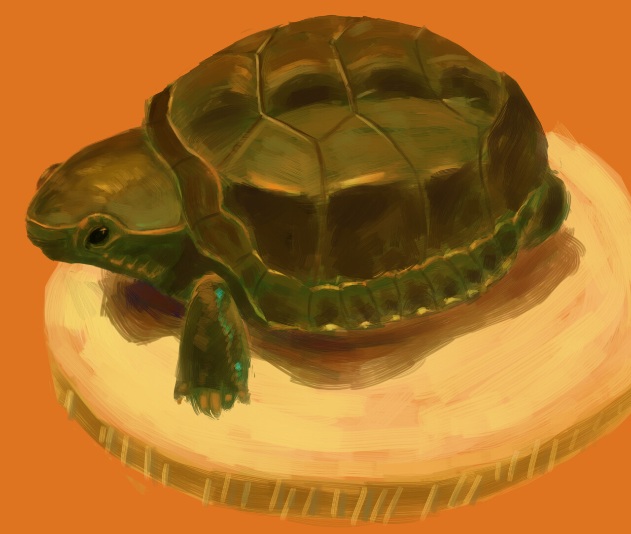 Turtle study