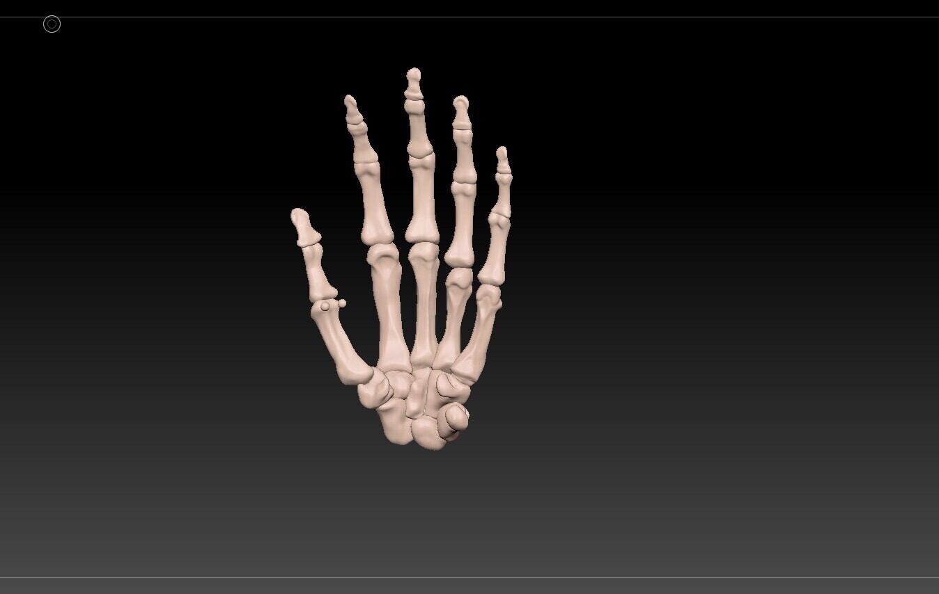 Didactic 3D Model of bony anatomy of the hand