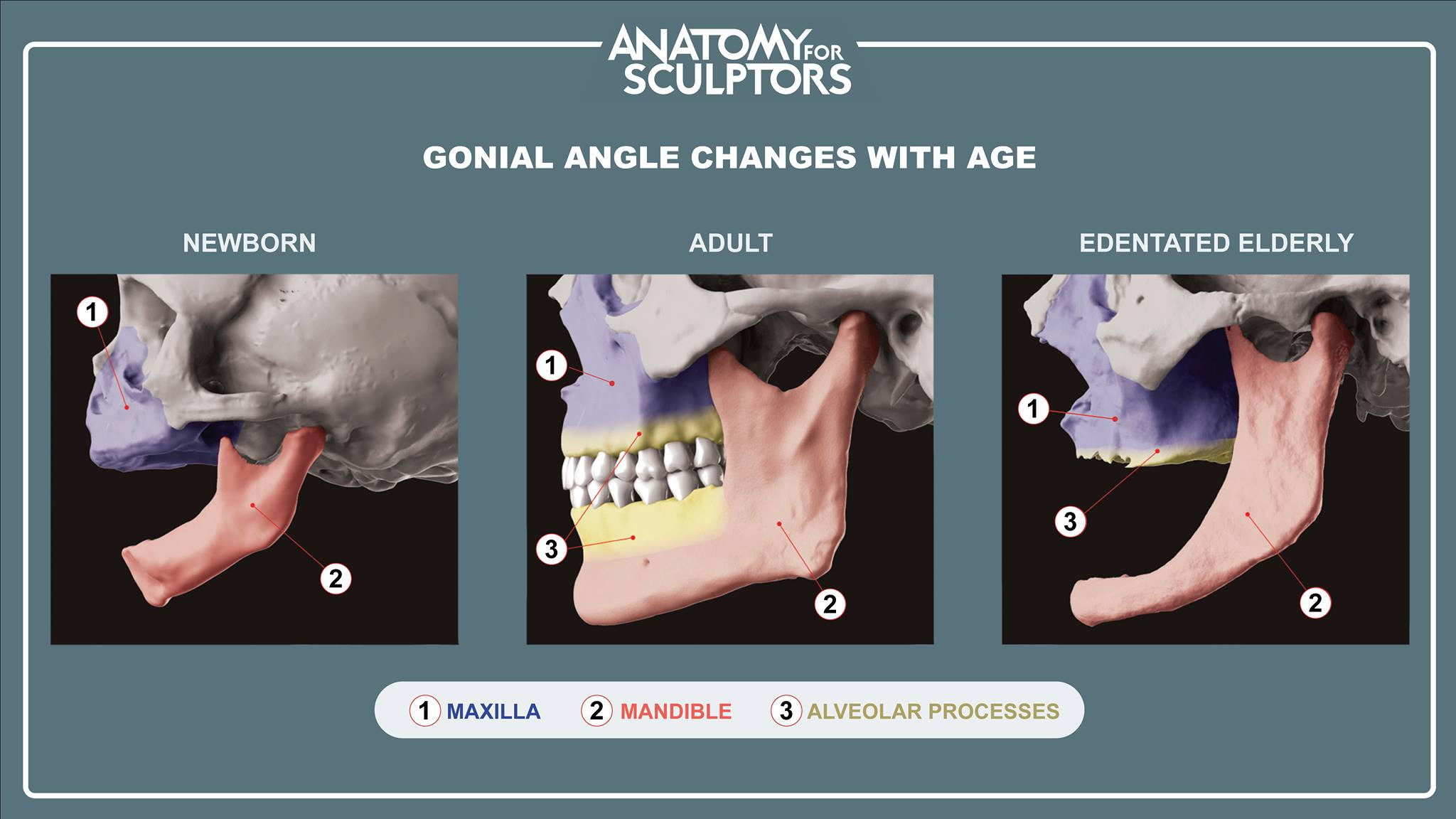 Gonial angle changes with age 