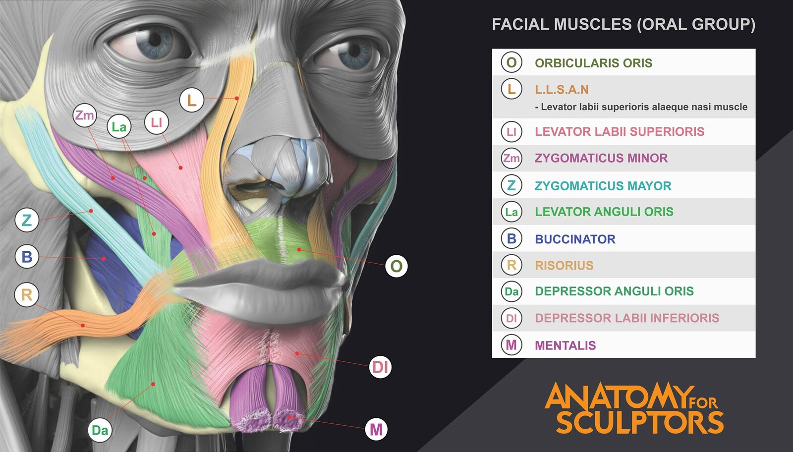 Diagram of facial muscles